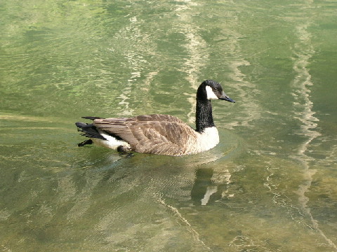 Goose!